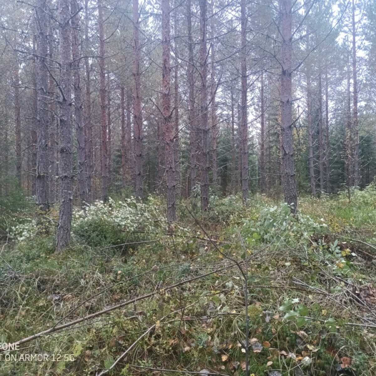 Ennakkoraivaus työmaa